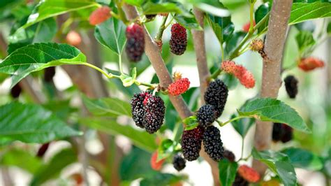 Fruitless Mulberry Tree A Profile Of A Tree Howstuffworks