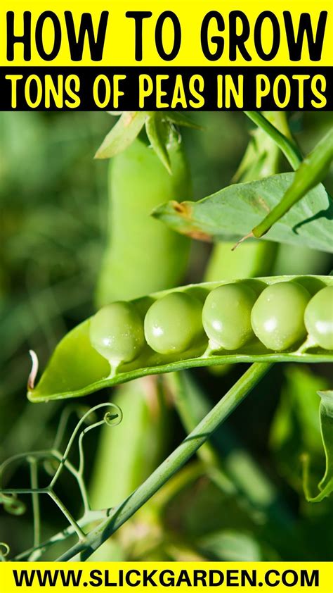 How To Grow Tons Of Peas In Pots In 2024 Growing Peas Growing Vegetables In Pots Growing