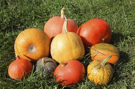 Growing Different Kinds Of Pumpkins - Popular Mini And Giant Pumpkin ...