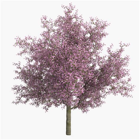 Cherry Tree 3d C4d