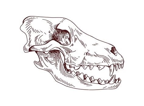 Animal Skull Profile