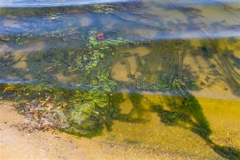 Green Algae in Water. Water Pollution. Ecological Problem Stock Photo ...