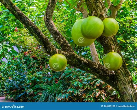 Calabash Tree Bearing Big Fruits Popular Tropical Fruiting Plant