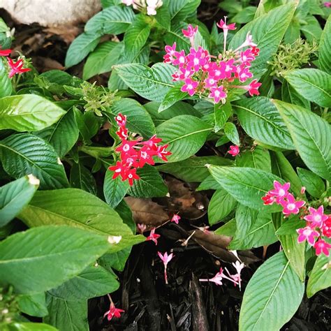 Pentas Flower Blossom - Free photo on Pixabay - Pixabay