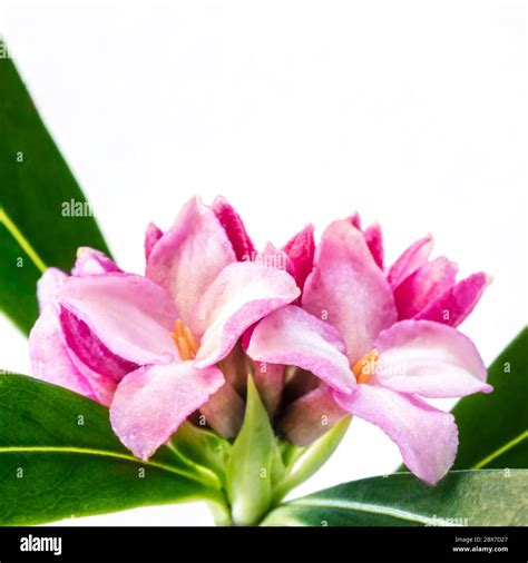 Daphne Flower Fotografías E Imágenes De Alta Resolución Alamy