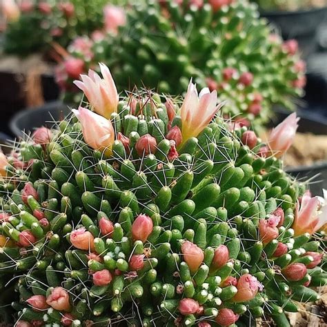 Mammillaria Crinita Painteri 🌱 Th Cactus