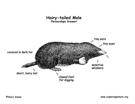 Skin Mole Diagram