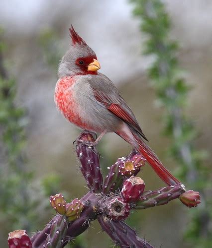 Pyrrhuloxia Male Seeing This Unique And Gorgeous Cardina Flickr