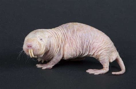 Weird And Wonderful Traits Of The Naked Mole Rat