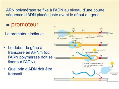 PPT LA SYNTHÈSE DES PROTÉINES PowerPoint Presentation free download