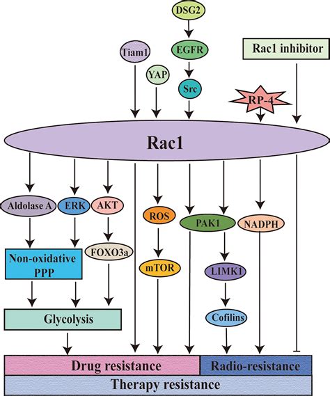 Rac1 Pathway