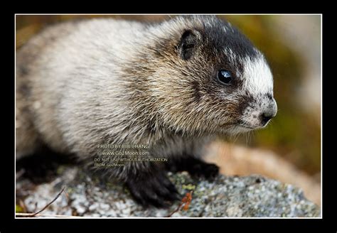 Marmot Photo