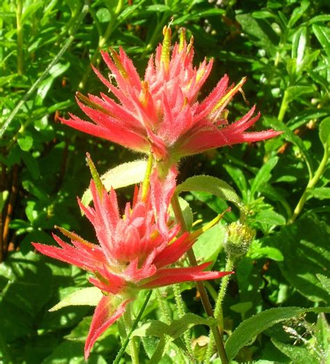 Giant Red Indian Paintbrush Plants Of Lory State Park Inaturalist