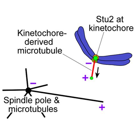 Kinetochores Generate Microtubules with Distal Plus Ends: Their Roles ... 