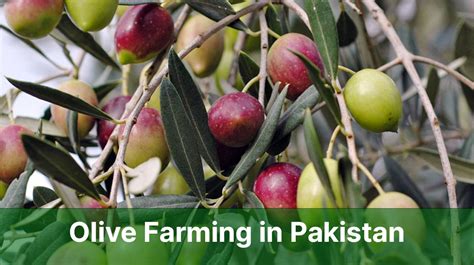 Olive Farming In Pakistan A Comprehensive Guide To Successful