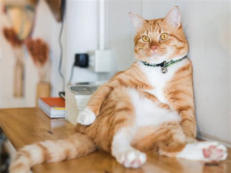 Ways Technology Helps Cats Lose Weight · The Wildest