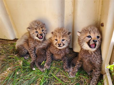 We Must Name the Cheetah Cubs - Washingtonian