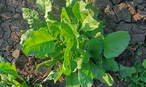 40 Different Types Of Spinach For Your Garden Epic Gardening