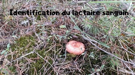 Identification Du Lactaire Sanguin Youtube