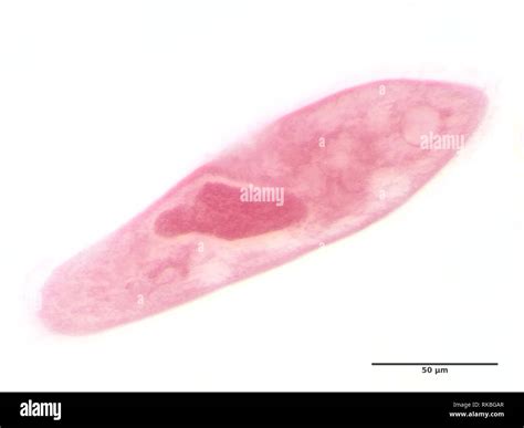 Paramecium Caudatum Stained Under The Microscope Stock Photo Alamy