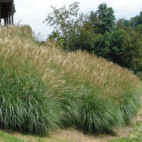 Japanese Silver Grass Miscanthus Sinensis Adagio North Carolina