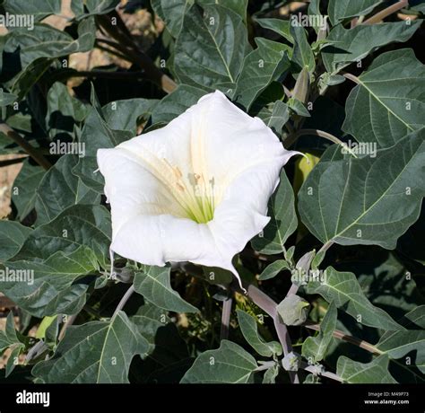 Datura Plant High Resolution Stock Photography and Images - Alamy