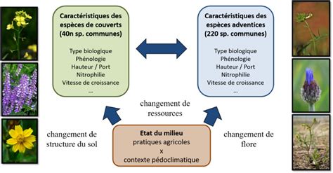 Effets Court Terme Et Long Terme De Lintroduction De