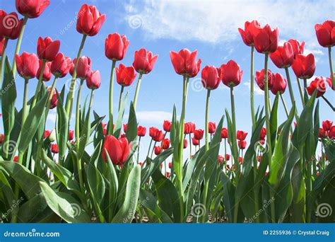 Helle Rote Tulpen Lizenzfreies Stockbild Bild