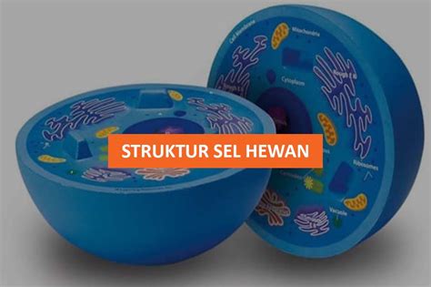 struktur sel hewan lengkap beserta ciri ciri contoh  penjelasan
