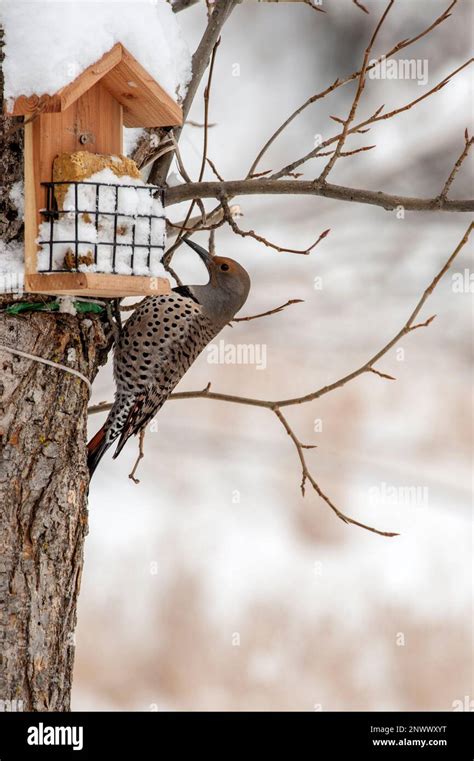 A female northern flicker or common flicker (Colaptes auratus) at a ...