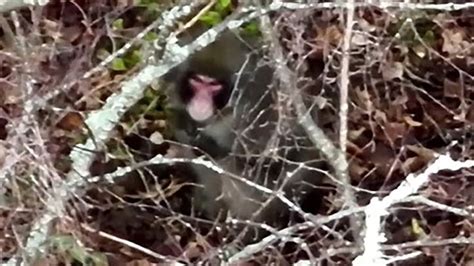 Drones track monkey roaming Highlands after zoo escape | UK News | Sky News