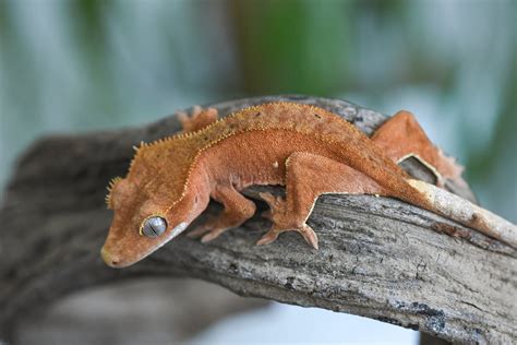 Patternless Red Crested Gecko For Sale | Fringemorphs