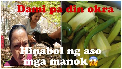 Dami Pa Din Bunga Ng Okra Hinabol Ng Aso Mga Manoknakaisip Na Paraan