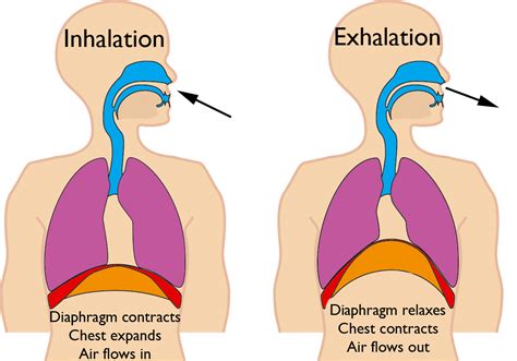 Respiration Is The Process In Which The Energy From Carbohydrates