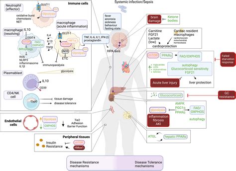 Physiologic Disruption And Metabolic Reprogramming In Infection And