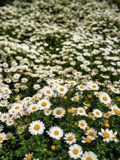 Daisy Field Wallpapers - Top Free Daisy Field Backgrounds - WallpaperAccess