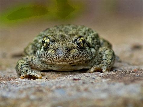 Frosch. wurde in Deutschland, Rammelsbach aufgenommen und hat folgende ...