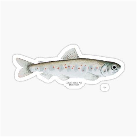 Atlantic Salmon Parr Sticker For Sale By Skemmss Redbubble