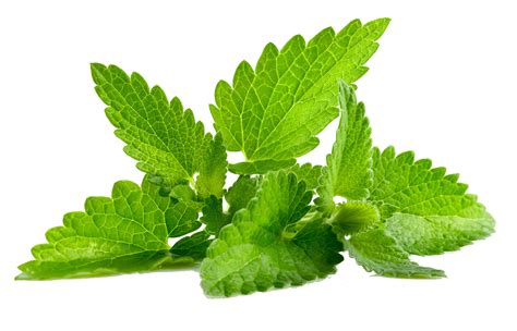 mint leaves refreshing addition greenery culinary ingredient fresh