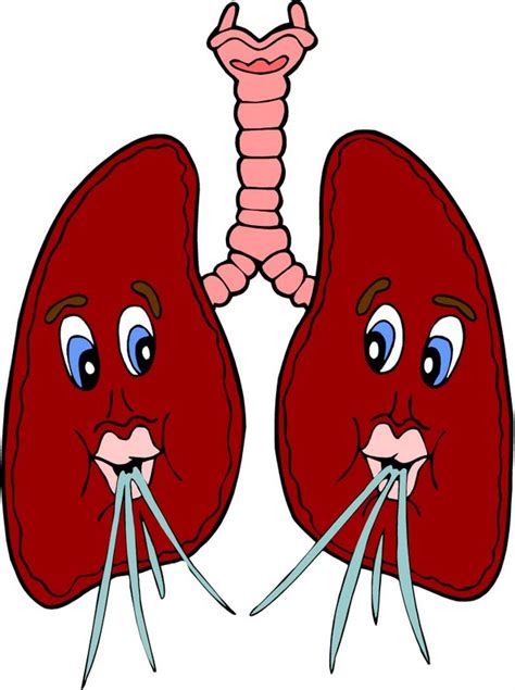 Lungs clipart 20 free Cliparts | Download images on Clipground 2024