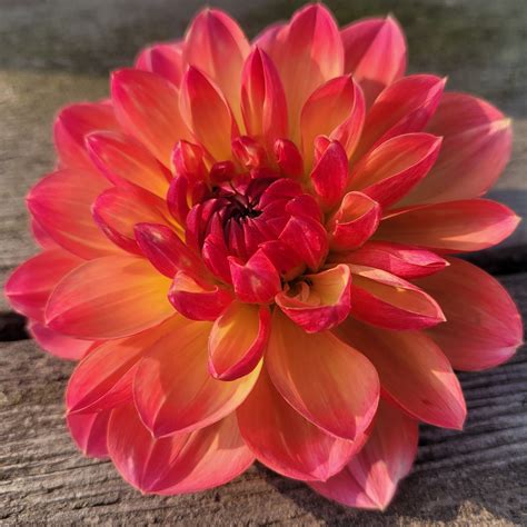 Lora Ashley Delightful Dahlias Thank You For Your Business We Are