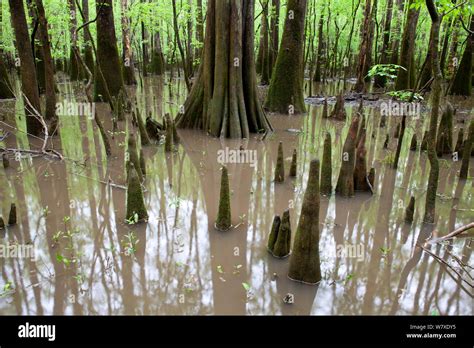 Cypress Tree Swamp Roots