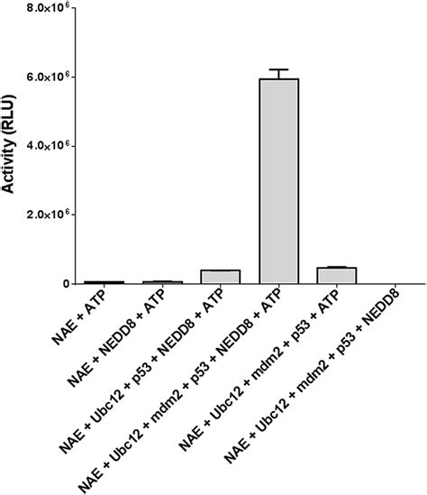 NEDDylation Of P53 NEDDylation Reaction Containing NEDD8 10 MM NAE