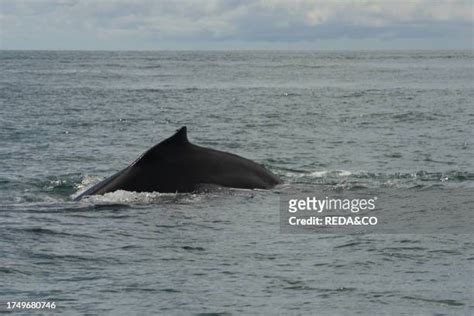 144 Ballena Marine National Park Stock Photos, High-Res Pictures, and Images - Getty Images