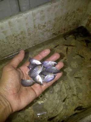 Bibit Ikan Gurame Murah Beji Purwokerto Demen Ikan