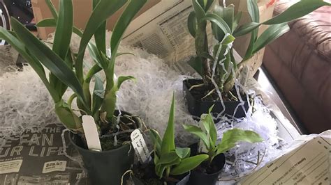 Orchid Haul From Hausermann Nursery YouTube