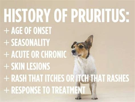 History of Pruritus | Dogs, Veterinary technician, Health