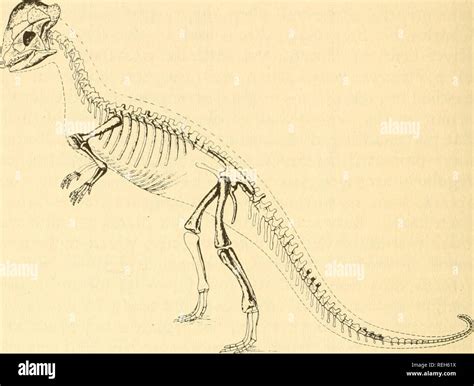 Troodon Skeleton Hi Res Stock Photography And Images Alamy