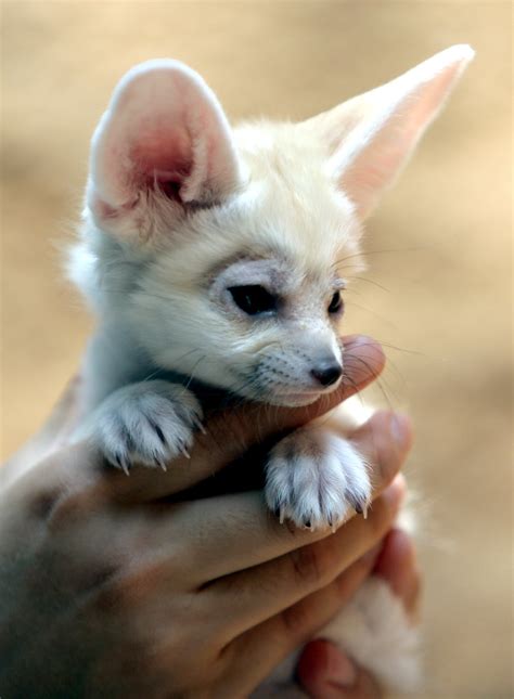 Fennec Fox Fennec Fox Everlandkorea In Cherl Kim Flickr