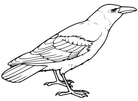 Raven Coloring Page